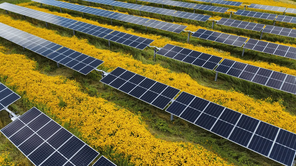 Solar rows over flowering ground cover